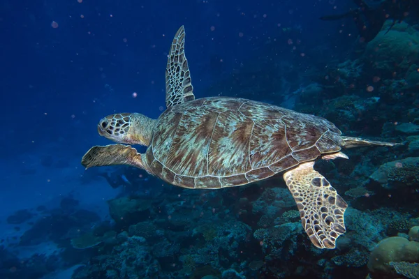 Tortuga que viene a usted bajo el agua — Foto de Stock