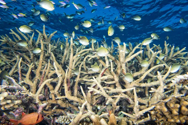 Коралловый дом для рыб Красного моря — стоковое фото