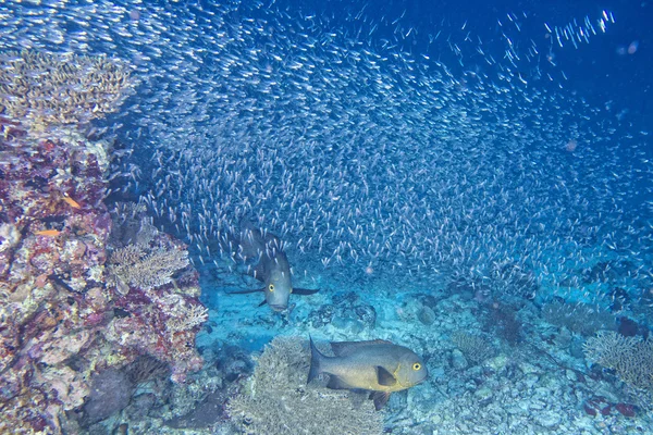 Red Sea corals house for Fishes — Stock Photo, Image