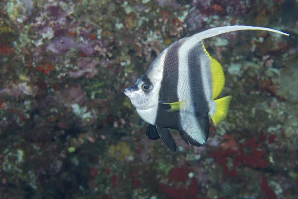 Pesce angelo — Foto Stock