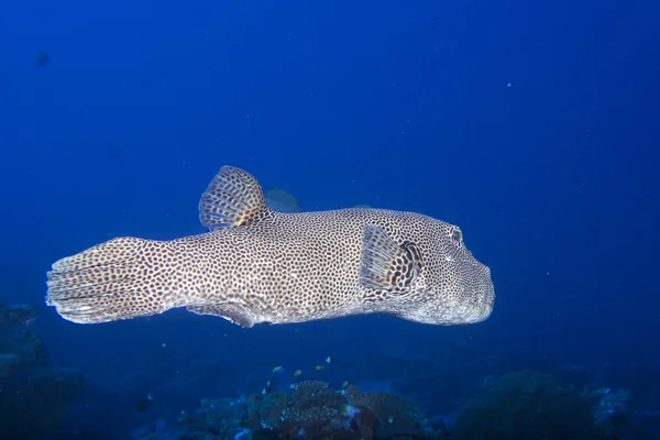 Caixa oceânica gigante peixe puffer retrato subaquático — Fotografia de Stock