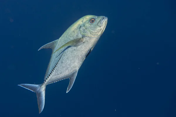 Giant trevally tuna caranx fish — Stock Photo, Image