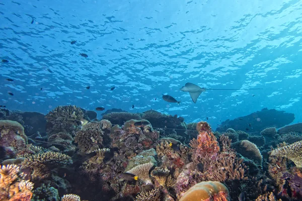 Red sea mercanlar house balıklar için — Stok fotoğraf