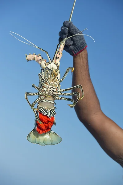 Hand of old man on a fishing boat holding a lobster — Stock Photo, Image