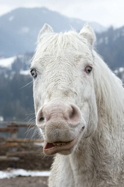 Hullu valkoinen hevonen — kuvapankkivalokuva