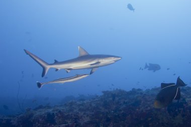 Gri köpekbalığı jaws sualtı saldırmaya hazır portre kadar kapatın