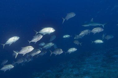 Gri köpekbalığı jaws sualtı saldırmaya hazır portre kadar kapatın