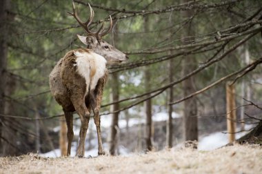 kar zemin üzerine geyik