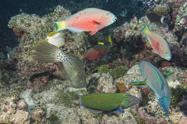 Harlequin filefish — Stock Photo, Image