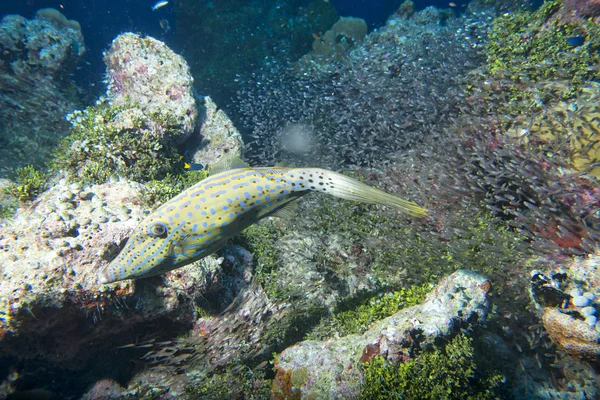 Palyaço filefish — Stok fotoğraf