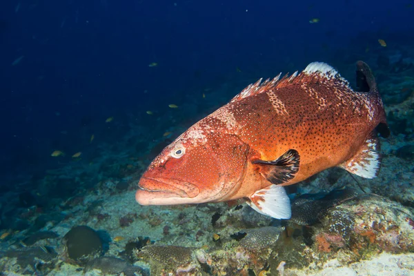 Garoupa colorida isolada no oceano — Fotografia de Stock