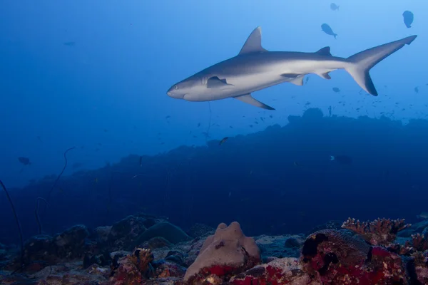 Grey shark jaws ready to attack underwater close up portrait