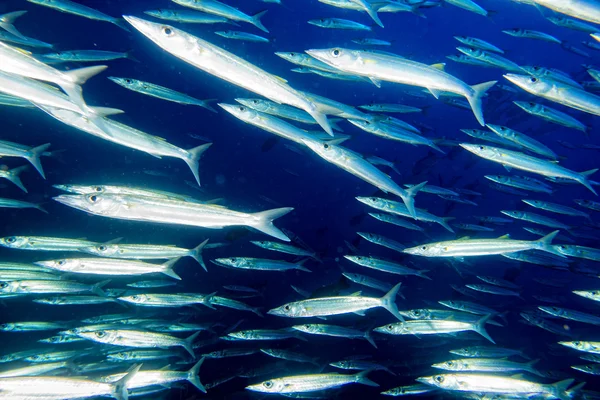 Barracuda balık suyun altında — Stok fotoğraf