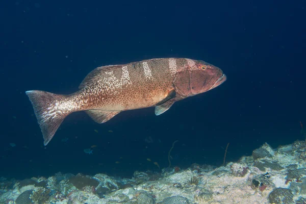 Kleurrijke grouper geïsoleerd op oceaan — Stockfoto