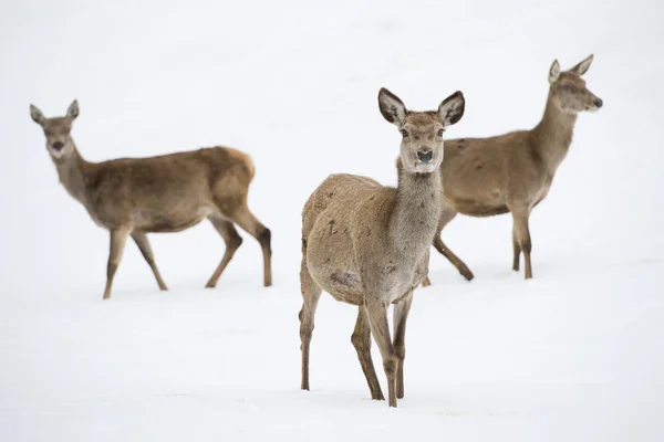 Cervo sullo sfondo della neve — Foto Stock