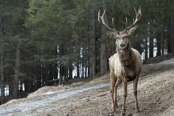 Rådjur på snö bakgrunden — Stockfoto