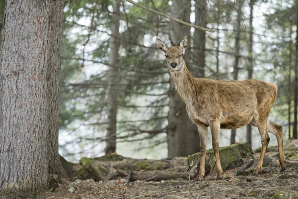 Hirsch auf dem Schnee Hintergrund — Stockfoto