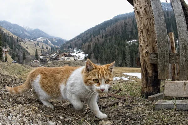 在草猫狩猎 — 图库照片