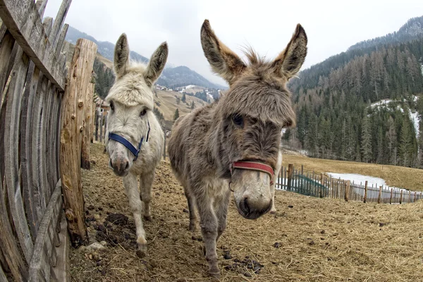 Retrato de burro branco — Fotografia de Stock