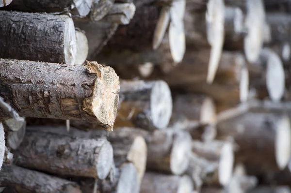 Wood Logs — Stock Photo, Image