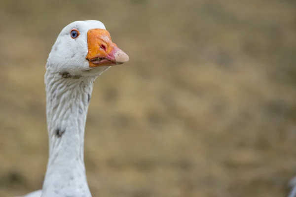 Goose närbild porträtt — Stockfoto