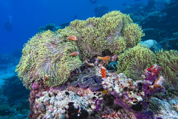 Clown fish inside pink purple anemone — Stock Photo, Image