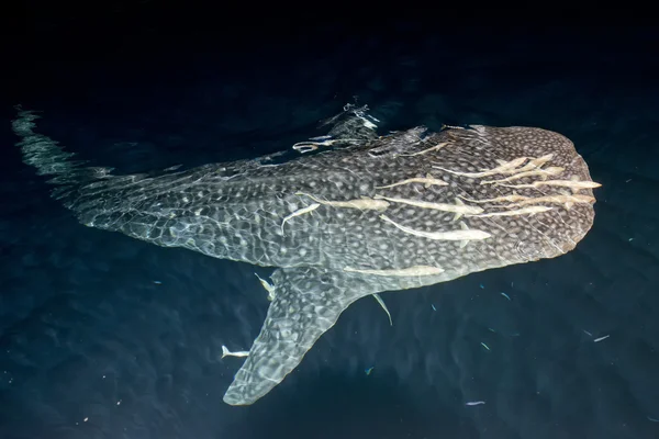 Žralok velryby skončit pod vodou portrét — Stock fotografie