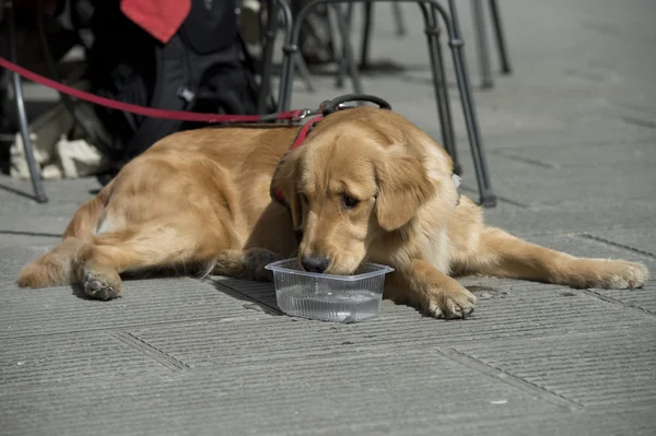 Golden Retriever Hund — Stockfoto