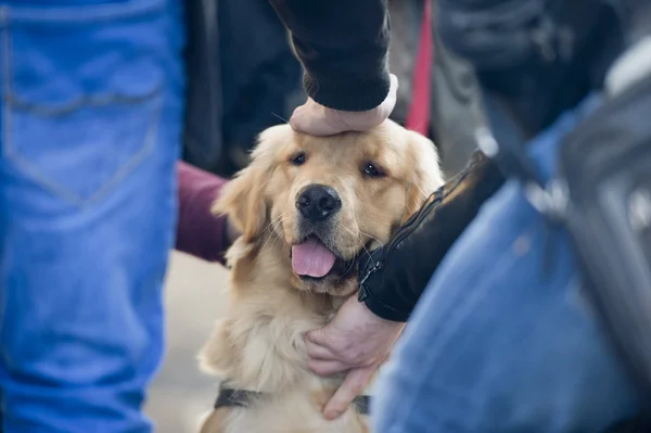 Golden Retriever Hund — Stockfoto