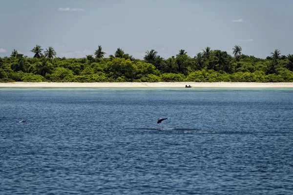 Дельфины во время прыжка — стоковое фото