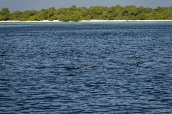 Delfines mientras saltan — Foto de Stock