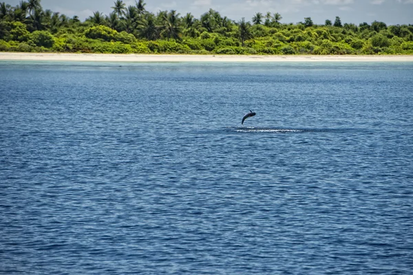 Дельфины во время прыжка — стоковое фото