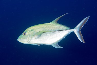 Dev trevally balıklı caranx