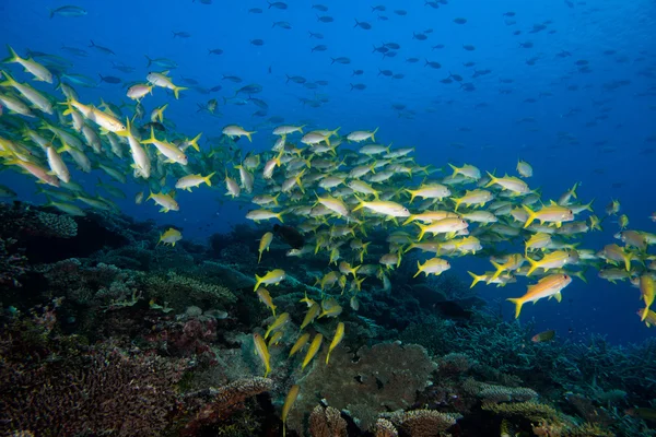 Dentro de una escuela de peces bajo el agua — Foto de Stock