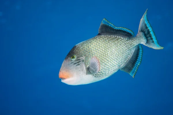 Pesce grilletto — Foto Stock