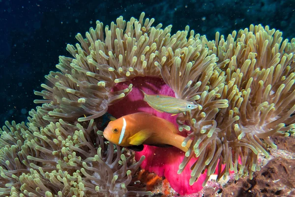 Clown vis binnen roze paars anemone — Stockfoto