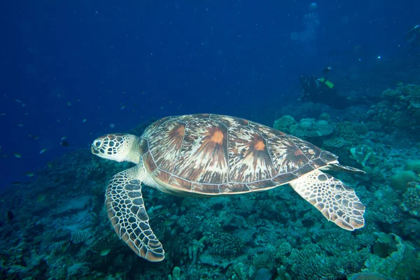 Turtle, víz alatti Önhöz — Stock Fotó