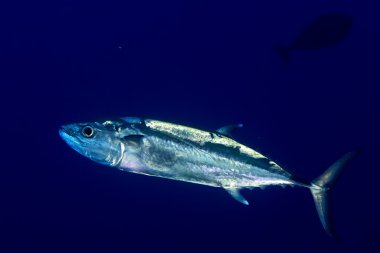 yelllowfin tuna su altında