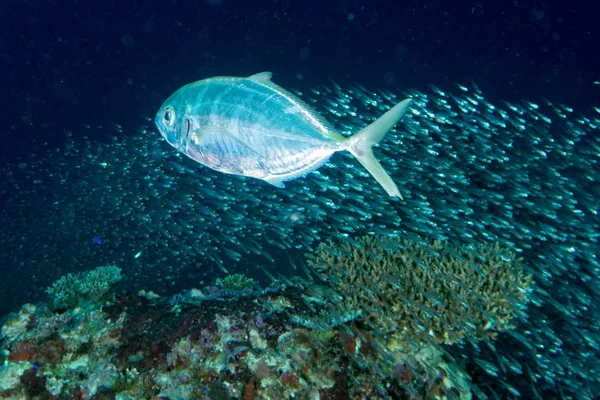 Potápění v barevné útesové pod vodou — Stock fotografie
