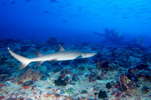 Tubarão de ponta branca — Fotografia de Stock