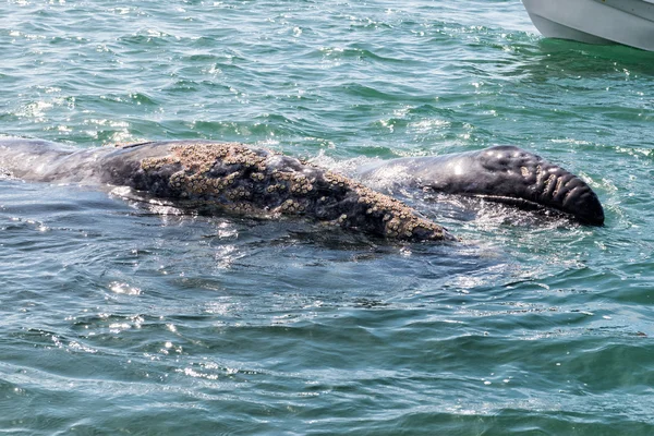 Серый кит во время дыхания — стоковое фото