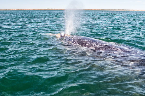 Baleine grise tout en soufflant pour respirer — Photo