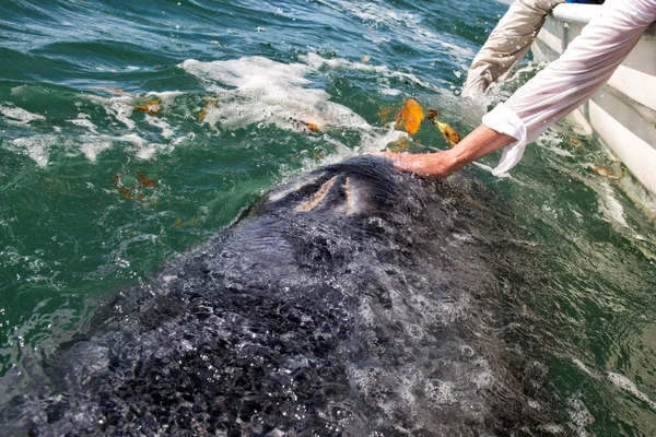 Balena grigia che si avvicina a una barca — Foto Stock