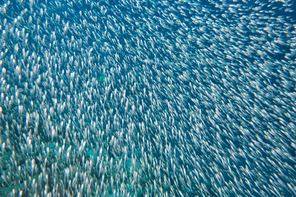 Стеклянные рыбы гигантский шар приманки движется под водой — стоковое фото
