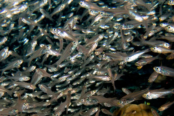 Peixes de vidro bola isca gigante em movimento subaquático — Fotografia de Stock