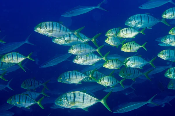 Dentro de uma escola de peixes subaquáticos — Fotografia de Stock