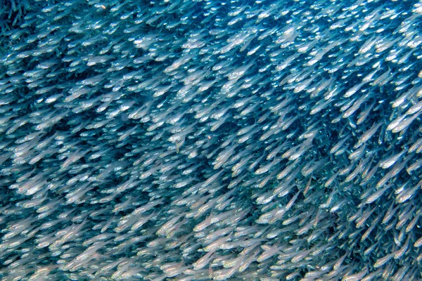 ガラス魚の巨大な餌ボールの水中移動 — ストック写真