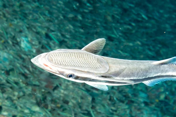 Remora suckerfish su sfondo nero — Foto Stock