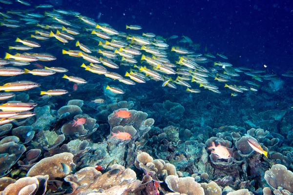 Potápění v barevné útesové pod vodou — Stock fotografie