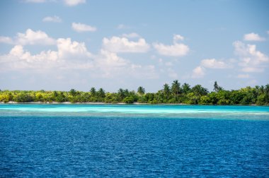 Maldivler tropik cennet plaj kristal su Hindistan cevizi ağacı Adası